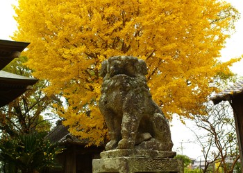 Ooki Town