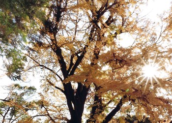 Hisayama Town