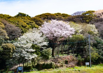 Onga Town