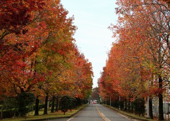 Kasuga City